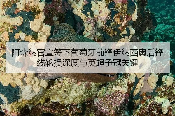 阿森纳官宣签下葡萄牙前锋伊纳西奥后锋线轮换深度与英超争冠关键